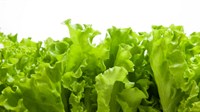 Donosimo cijene na veletržnici: Poskupjela zelena salata, peršin, blitva...