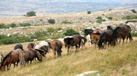 Mjesto gdje obitava više od 600 divljih konja