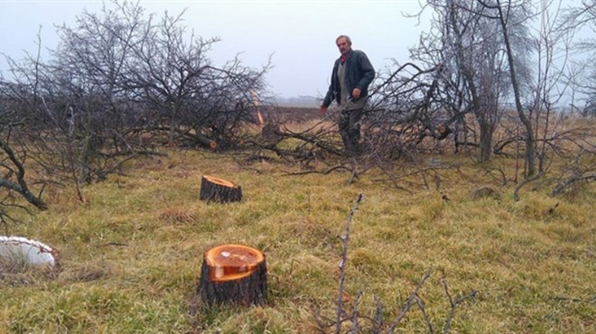 Najveća nestašica drva u Hercegovini ikad! Otkriven razlog zbog čega ih nema