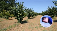 Ante Pašalić, mladi poljoprivrednik iz Duvanjskog kraja, ima 350 sadnica lješnjaka na 6 duluma i samo 20 godina