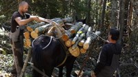 Samaraši sve traženiji u šumama Kupresa: Zarađuju i do 2.000 KM i ne misle ići u Njemačku