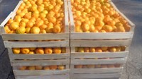 Miholjsko ljeto 'spržilo' cijene povrća i voća na veletržnici u Tasovčićima