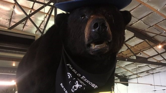 Medvjed pojeo 40 vrećica kokaina i uginuo! Nazvan je EskoBear