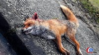 Presedan u životinjskom svijetu: Kokoši ubile lisicu!