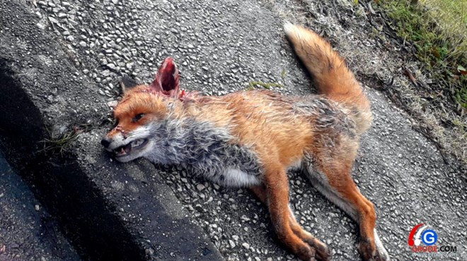 Presedan u životinjskom svijetu: Kokoši ubile lisicu!