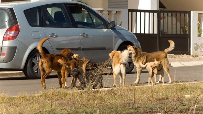 Novinara nasmrt izgrizli psi lutalice
