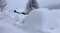Tomislavgrad: Nakon urušavanja krova zbog snijega uginulo 15 goveda