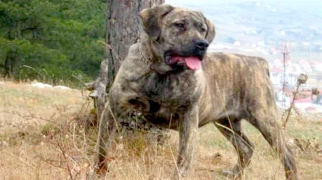 Horor: Ženu na Palama ubio pas koji je ukršten s vukom 1991.