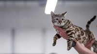 FOTO: Najljepše mačke okupirale Hrvatsku