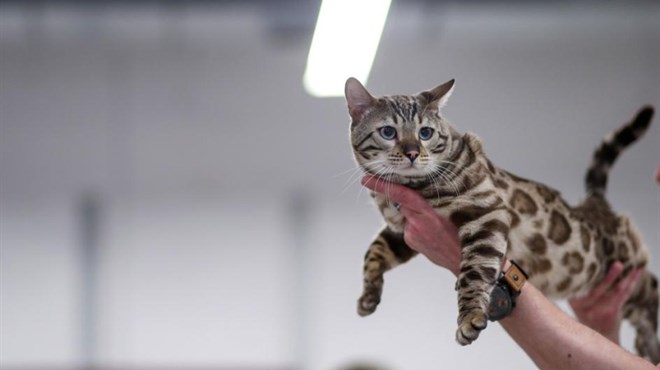 FOTO: Najljepše mačke okupirale Hrvatsku