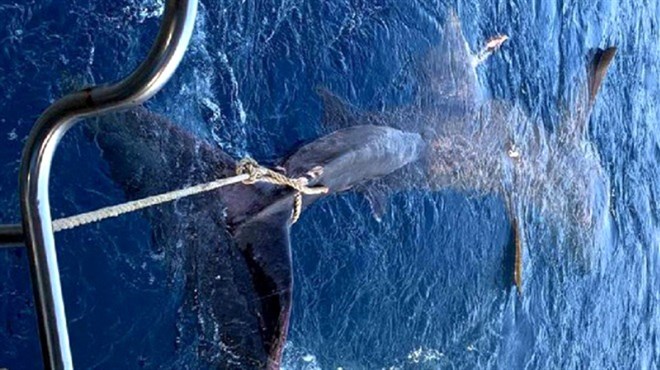 Jadran: Uhvatio morskog psa dugog osam metara