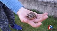 GRUDE: Male kornjače su pravi hit