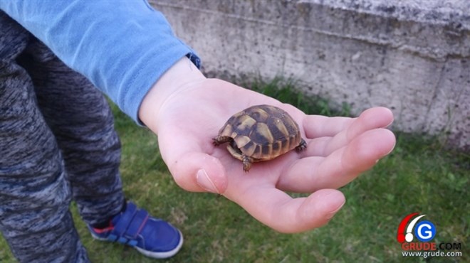 GRUDE: Male kornjače su pravi hit
