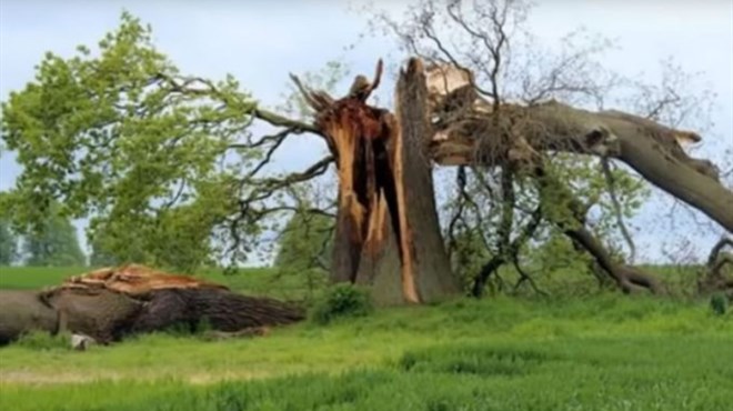 Filmska priča iz susjedstva: Sjekao drvo pa u njemu našao blago