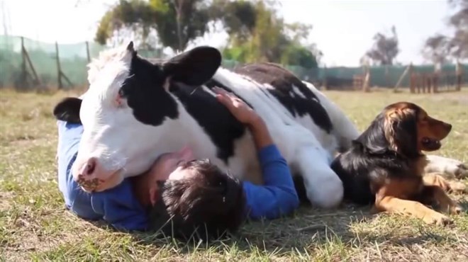 Nije šala: Plaćaju 300 dolara da bi grlili kravu 90 minuta