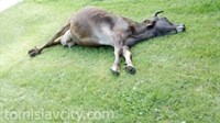 Grom ubio dvije krave u Tomislavgradu