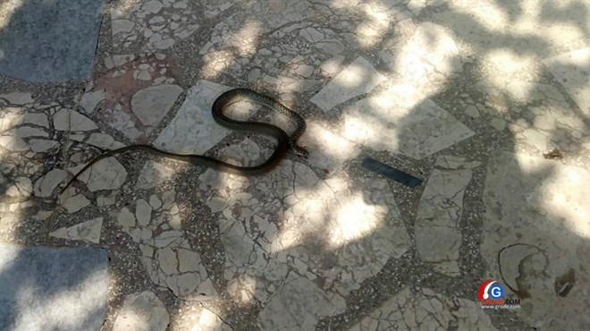 Grude: Ubila zmiju koja je krenula u kuću