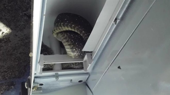 Hercegovcu zmija ušla u frižider! Bila je agresivna