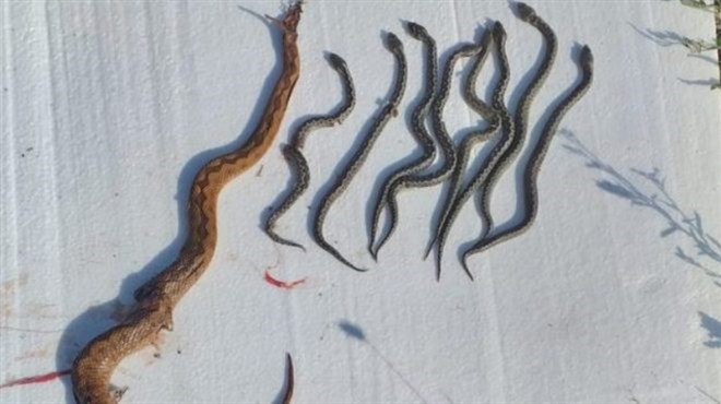 Široki Brijeg: Ubio ženku poskoka, pa iz nje izvukao osam mladih zmija