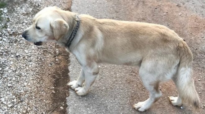 Grude: Pronađen pas, moli se vlasnik da se javi