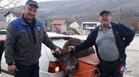 FOTO: Iznad Sovića odstrijelili divlju svinju