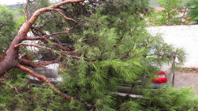 Vremenski kaos u Sloveniji: Na auto palo stablo, poginuo vozač
