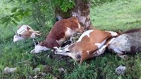 Grom ubio četiri steone krave u BiH, šteta 15 tisuća KM