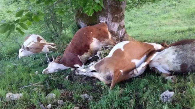 Grom ubio četiri steone krave u BiH, šteta 15 tisuća KM