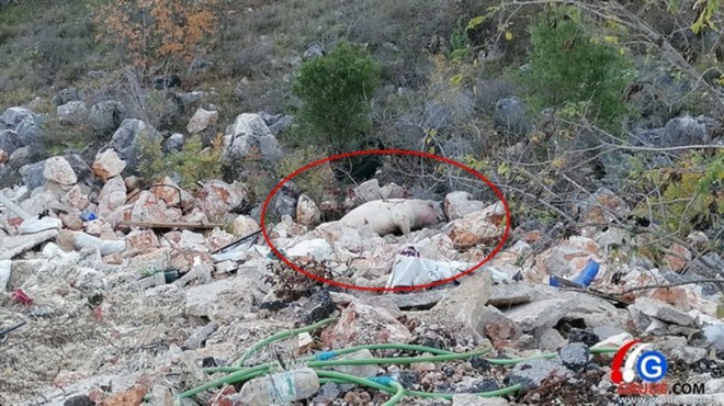 Užasan prizor u Ružićima, netko je izbacio uginulu svinju na divlji deponij