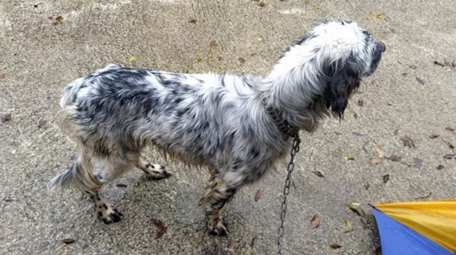 Traži se vlasnik, pronađen pas s ogrlicom u Ružićima