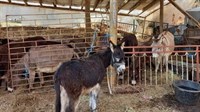 Ljekovito magareće mlijeko iz Gruda kupuju i Švicarci, Francuzi, Šveđani