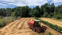 FOTO: Pšenica kao pokretačka snaga FBiH, i u Grudama izvrstan urod