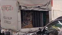 Netko je na trajekt Jadrolinije utovario tigra, nije 'opasna tvar' pa nije ni pregledavan