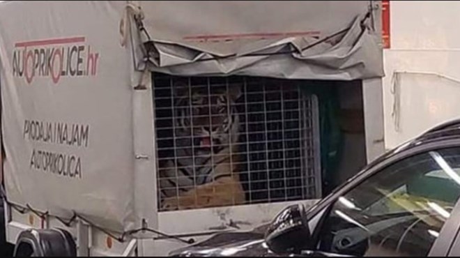 Netko je na trajekt Jadrolinije utovario tigra, nije 'opasna tvar' pa nije ni pregledavan