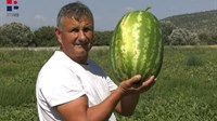 Fedralno ministarstvo ne podržava proizvodnju lubenice