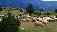 Stigla je jesen, pastiri zajedno sa stadom napuštaju planine