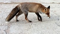 Učestala pojava lisica u središtu Tomislavgrada