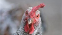 Evo i nje: Zabilježen slučaj ptičje gripe u Hrvatskoj