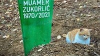 Tužan prizor: Mačak unatoč kiši i hladnoći danima stoji uz počivalište svog vlasnika Muamera Zukorlića