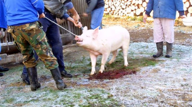 Mesar upucao svinju i mladića