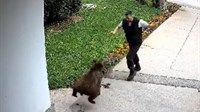 Medvjed napao zaštitara VIDEO