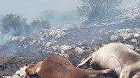 Na istoku Hercegovine od strujnog udara stradale krave