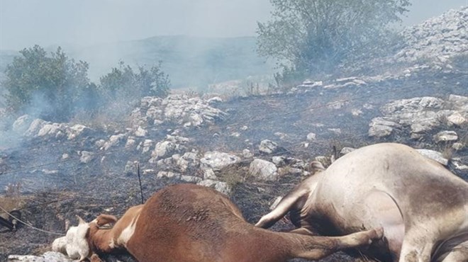 Na istoku Hercegovine od strujnog udara stradale krave