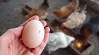 Hrvatska ima uvjerljivo najskuplja jaja u EU