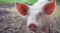 EU Hrvatskoj poslala novi ultimatum! 'Još 50 tisuća svinja morate poklati'